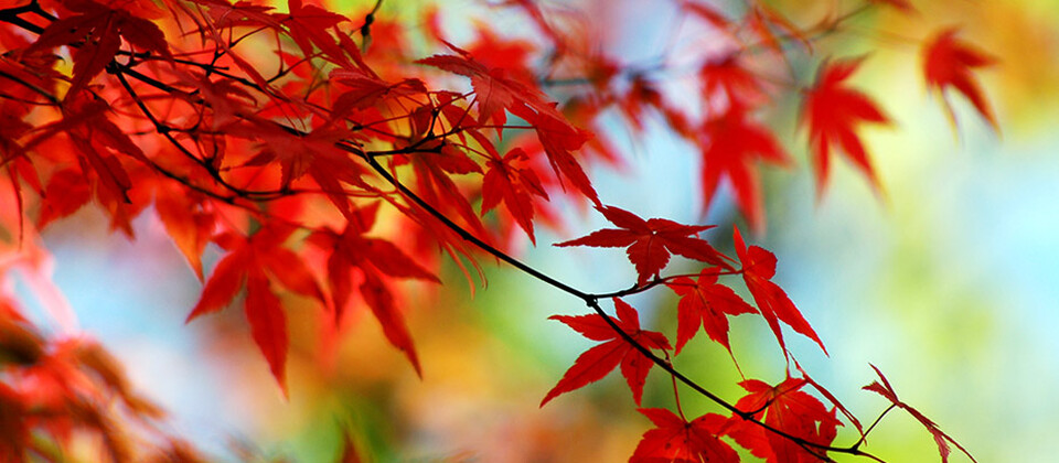 Expert comptable Niort